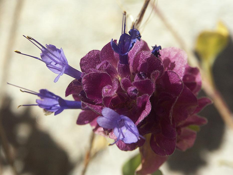 Blume im St. Jacinto SP, Palm Springs