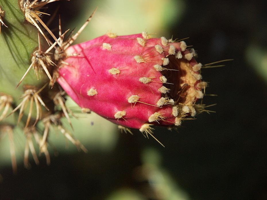 Kaktus Blüte, Joshua Tree NP