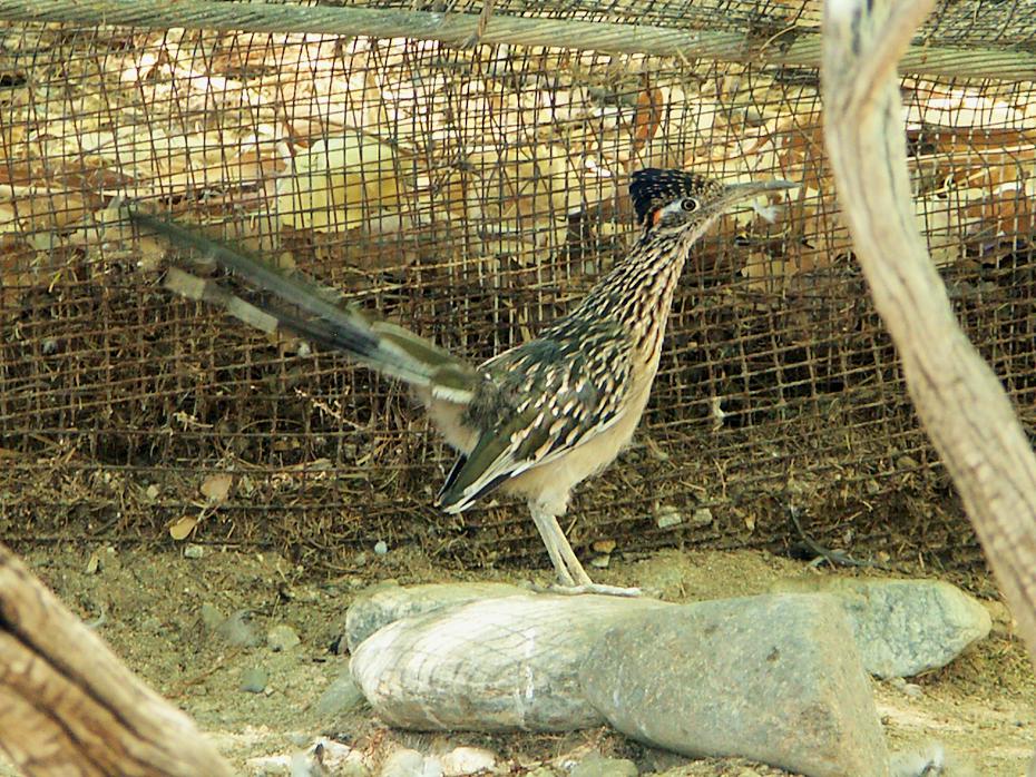 Road Runner im Living Desert Park, Palm Springs