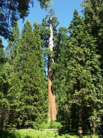 General Grant Tree, Kings Canyon NP