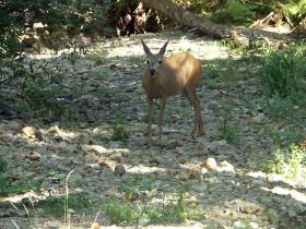 Deer im Yosemite Valley, Yosemite NP