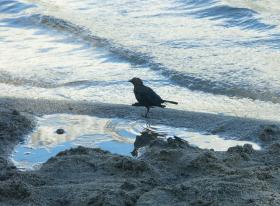 Vogel im Tenaya Lake, Yosemite NP