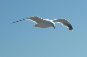 Möve im freien Flug an der Oregon coast