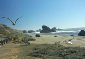 2 fliegende Möven an der Oregon coast