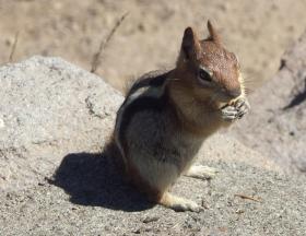 Chip Munk, Crater Lake NP