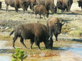 Bisons am Midway Becken, Yellowstone NP