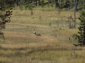 Wildgänse beim Norris Becken, Yellowstone NP