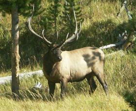 Elch, Yellowstone NP