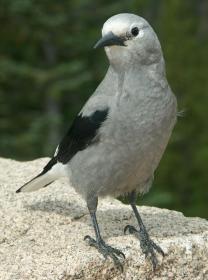 Gray Jay, Rocky Mtn NP