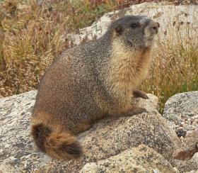 Murmeltier, Rocky Mtn NP