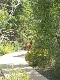 Deer am Weg zum WC, Great Sand Dunes NP