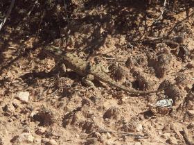 Eidechse im Canyonlands NP