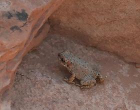 Frosch beim Navajo Arch, Arches NP