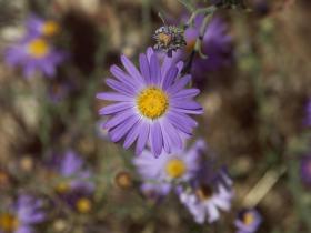 Blumen, Grand Canyon NP