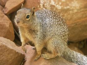 Squirrel, Zion NP