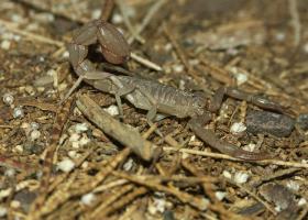 Skorpion vor meinem Zelt, Death Valley NP