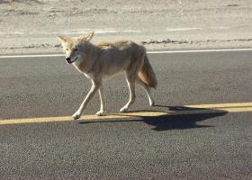 Koyote auf dem Highway 190, Death Valley NP