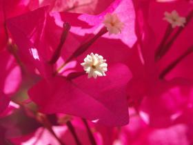 Blumen in meinem Motel, Palm Springs