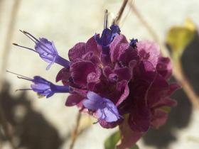 Blume im St. Jacinto SP, Palm Springs
