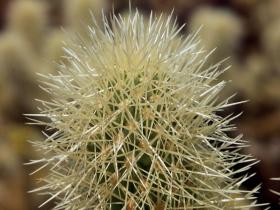 Cholla Cactus, Joshua Tree NP
