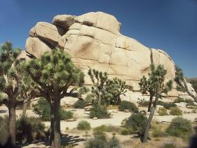 Joshua Trees, Joshua Tree NP