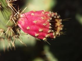 Kaktus Blüte, Joshua Tree NP