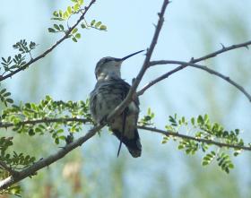 Kolibri, Palm Springs