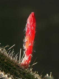 Kaktusblüte, Morton Botanical Garden, Palm Springs