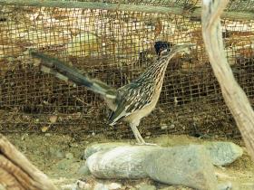 Road Runner im Living Desert Park, Palm Springs