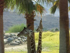 Giraffen im Living Desert Park, Palm Springs