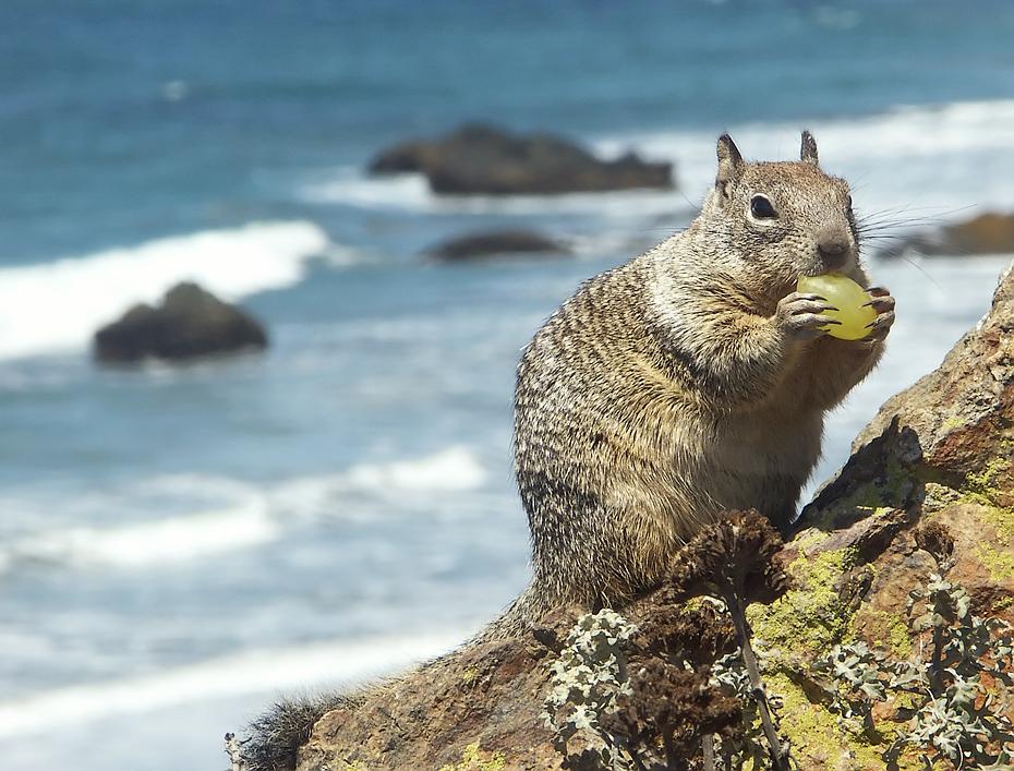Noch ein Squirrel an der kalifornischen Küste