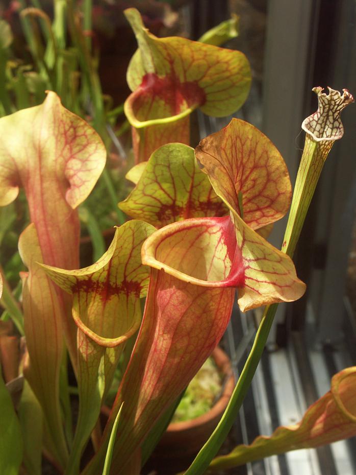 Fleischfressende Pflanzen im botanischen Garten der Universität Berkeley