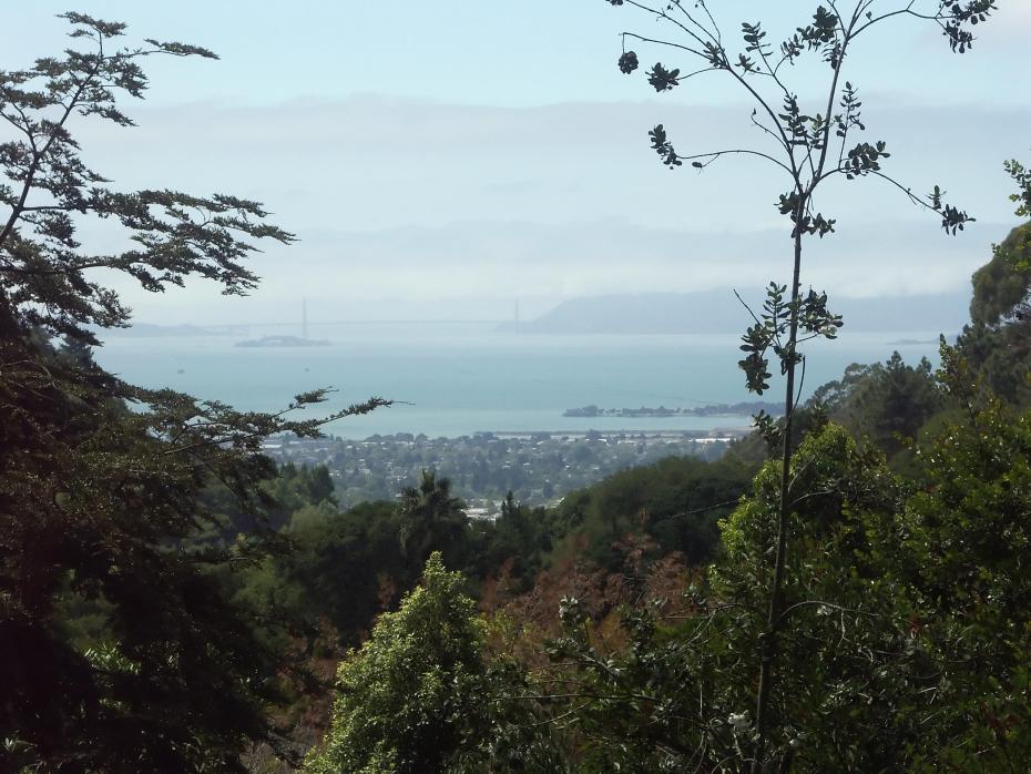 Golden Gate Bridge vom botanischen Garten der Universität Berkeley aus gesehen