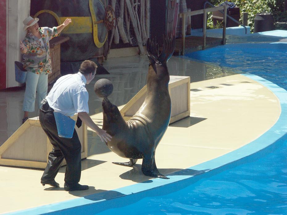 Seelöwenvorführung im Six Flags Marine World