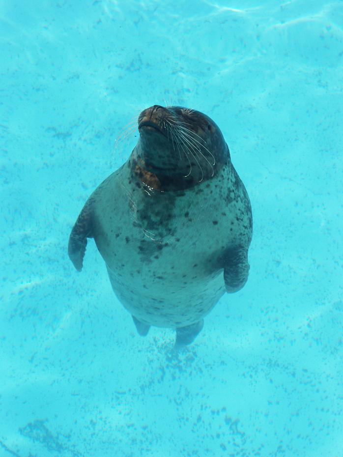 schlafende Robbe im Six Flags Marine World