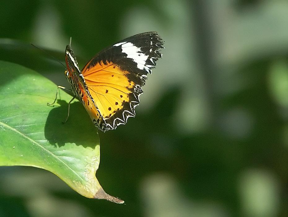 Schmetterling im Six Flags Marine World