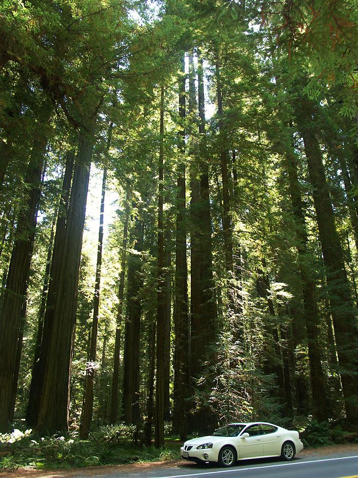 'Mein' Auto in der Avenue of the Giants, CA