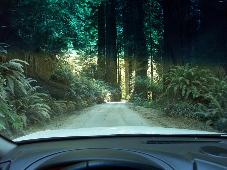 Autowandern im Redwood NP (aus Fahrersicht)