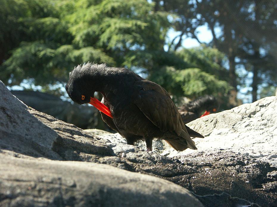 Black Oystercatcher (Austernfischer) im Newport Aquarium