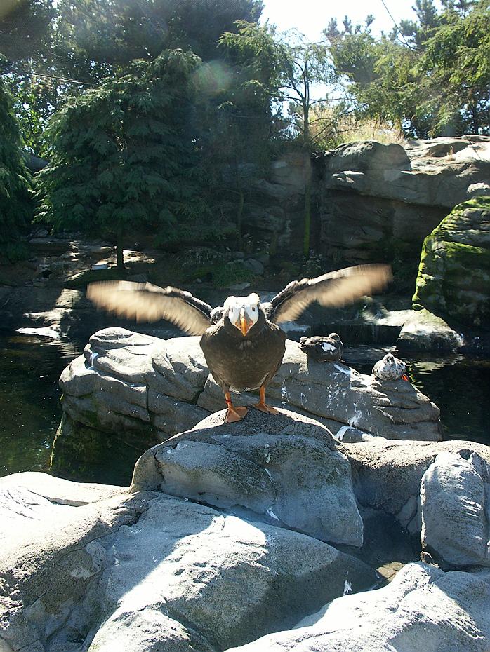 Tufted Puffin (Papageientaucher) im Newport Aquarium