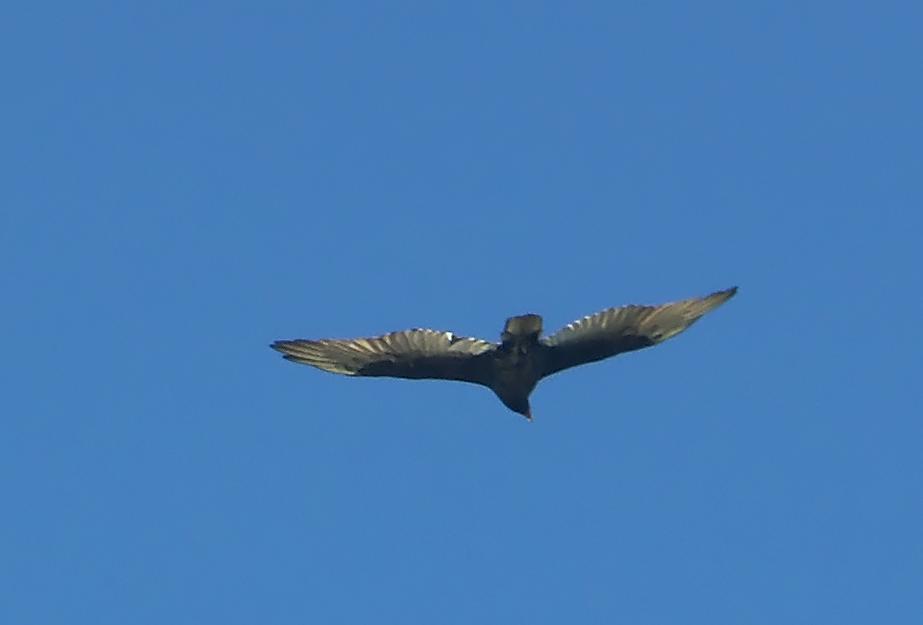 Raubvogel über der Oregon Küste