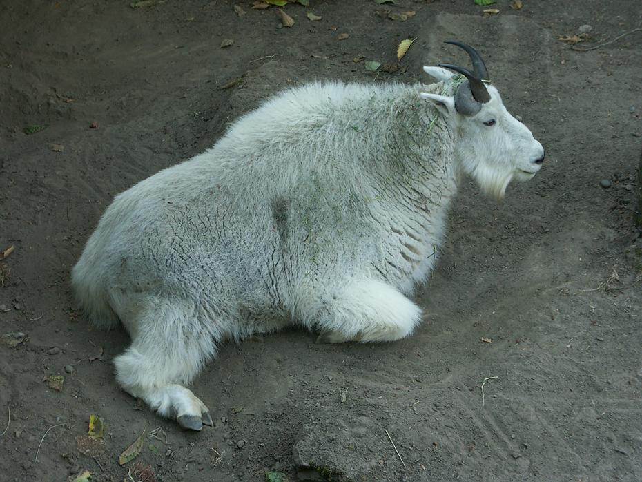 Ziege im Zoo von Portland, OR