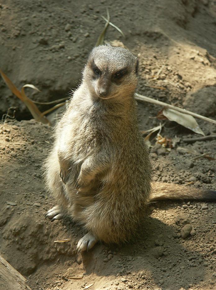 Erdmännchen(frauchen) im Zoo von Portland, OR