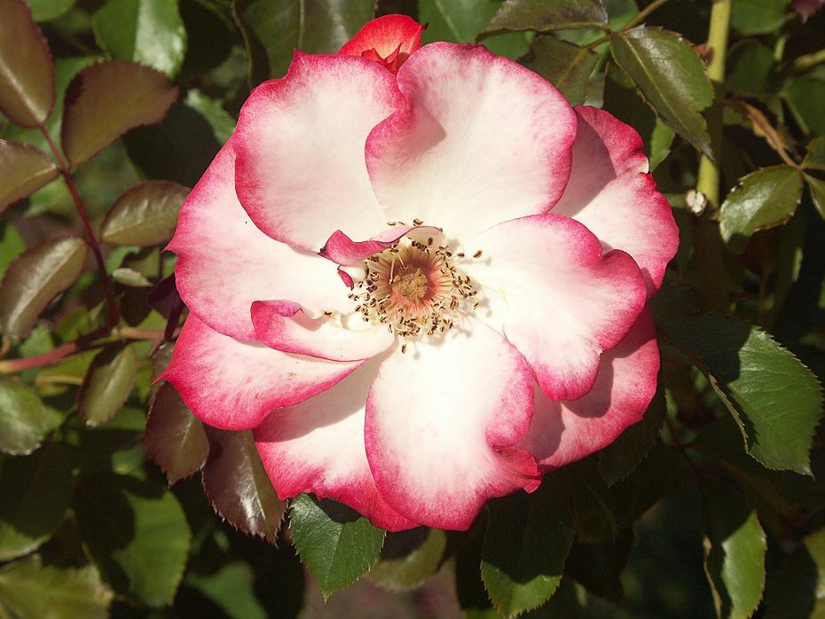 Rose im International Rose Test Garden, Portland, OR