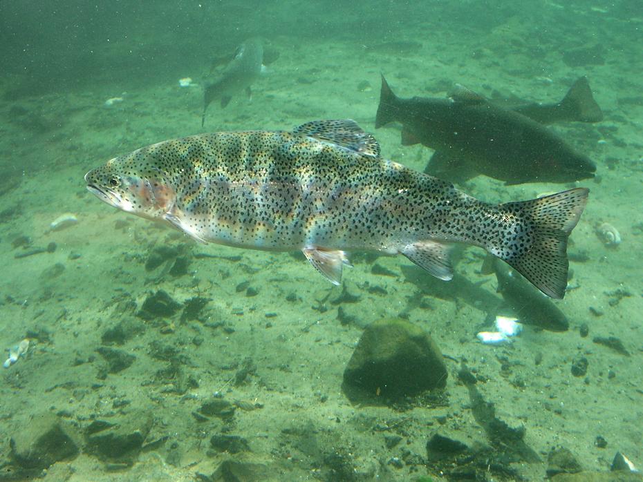 Zuchtfisch in der Bonneville Dam Hatchery, OR