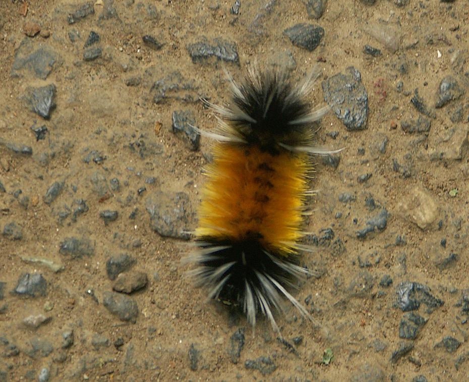 Raupe im Columbia River Gorge NRA