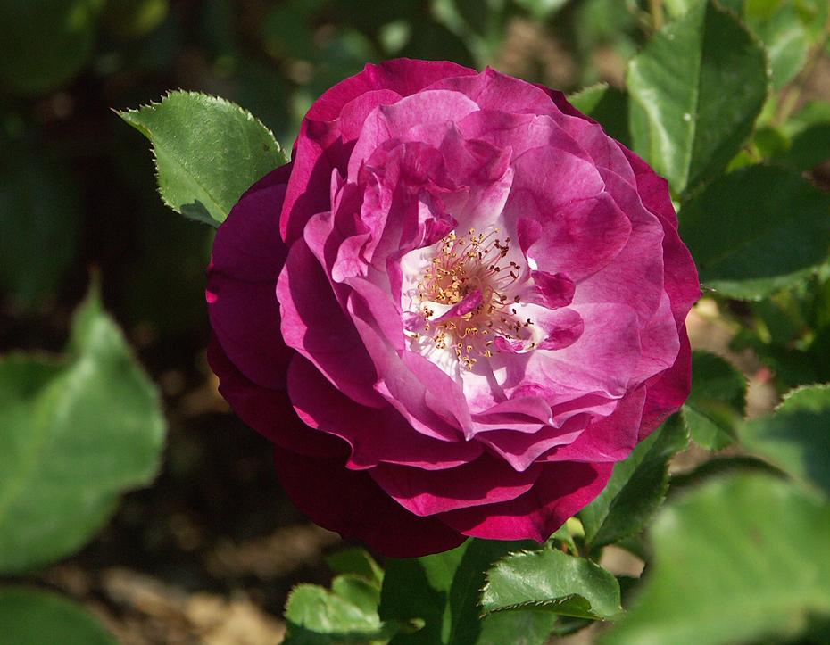 Rosengarten im Pt. Defiance SP, Tacoma, WA