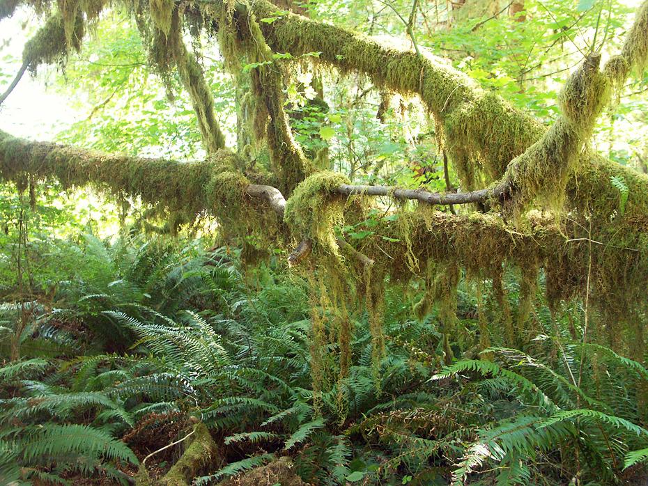 Hoh Rain Forrest, Olympic NP, WA