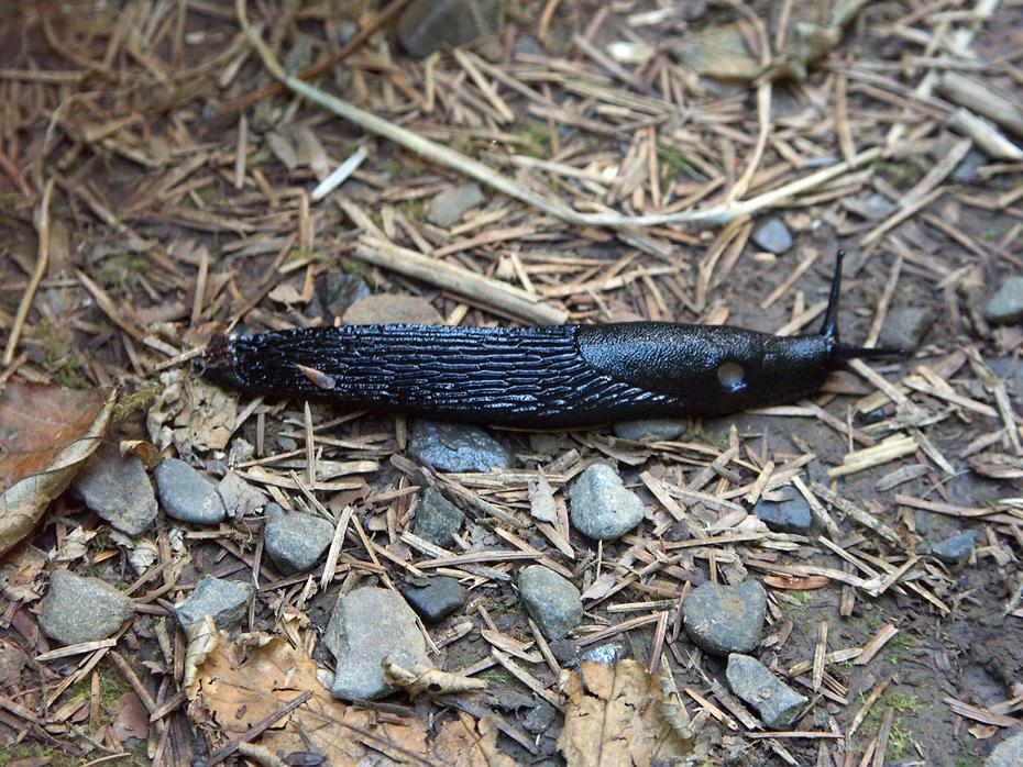 Banana Slug, Hoh Rain Forest, Olympic NP, WA