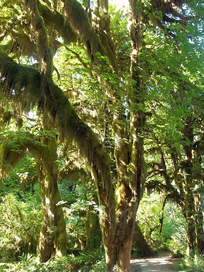 Hoh Rain Forest, Olympic NP, WA